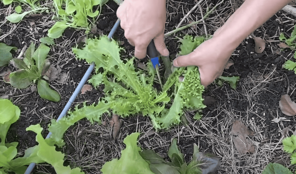 cut and come again lettuce